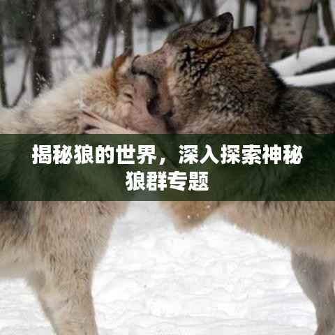 揭秘狼的世界,深入探索神秘狼群专题