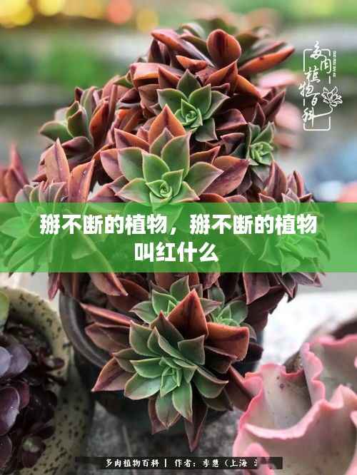掰不断的植物,掰不断的植物叫红什么