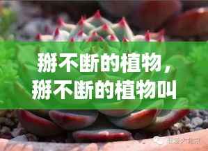 掰不断的植物,掰不断的植物叫红什么