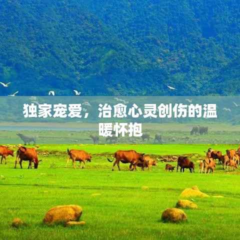 独家宠爱,治愈心灵创伤的温暖怀抱